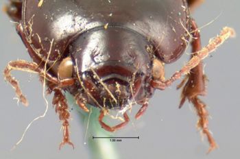 Media type: image;   Entomology 7387 Aspect: head frontal view